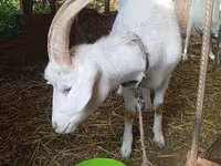 Dişi keçi, Saanen goat — foto 3