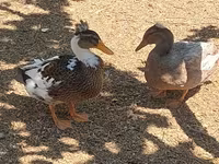 Ducks — photo 3