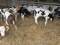 Toro, Simmental cattle — foto 2