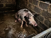 Eber, Schweine — Foto 2
