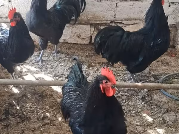 Chickens — Azerbaijan