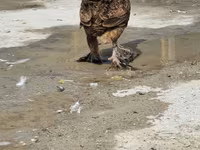 Chickens — foto 6