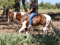 Kůň, American paint horse — foto 3