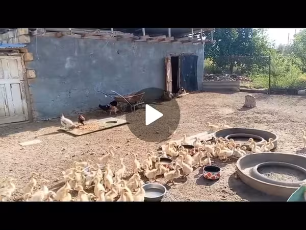 Ducks — Azerbaijan