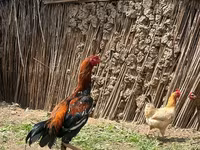 Chickens — photo 1