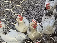 Chickens — photo 1