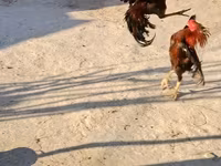 Chickens — फ़ोटो 3