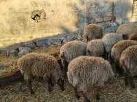 Qoç, Qoyunlar — foto 3