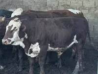 Buğa, Simmental cattle — foto 3