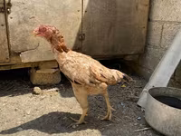 Shamo chickens — photo 8