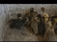 Ducks — foto 5