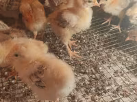 Australorp — Foto 4