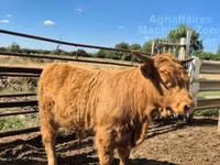 Buğa, Highland — foto 4