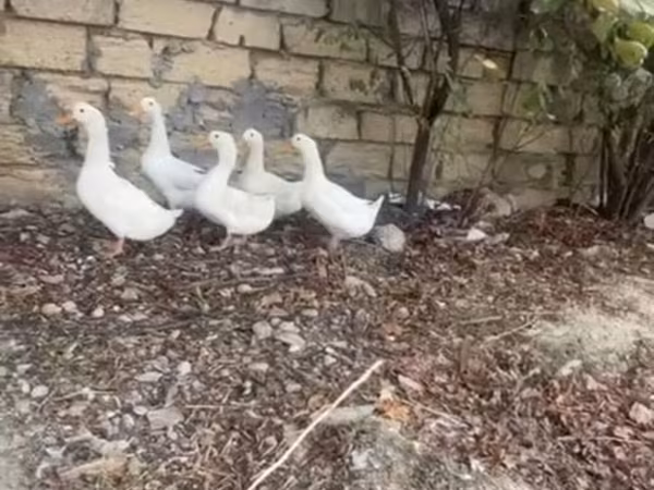 Ducks