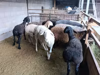 نعجة, Rhon sheep — الصورة 3