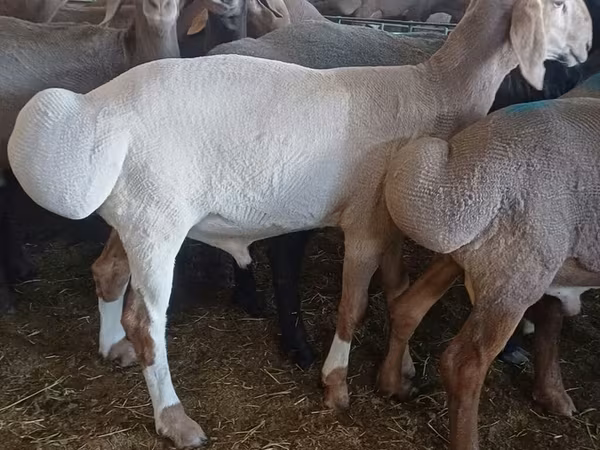 Qoʻchqor, Hissar sheep