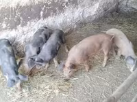 Säue, Schweine — Foto 2