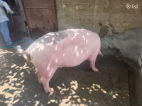 Säue, Schweine — Foto 5