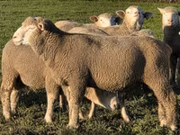 Qoç, Ile-de-France sheep — foto 1
