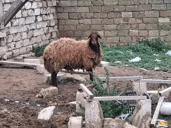 Sheep, Sheep — Azerbaijan