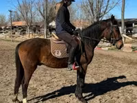 Aygʻir, Hungarian horse breed — 2-rasm