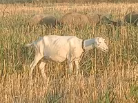 Oveja, Ovejas — foto 2