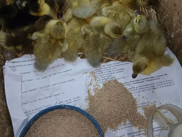 Ducks — Azerbaijan