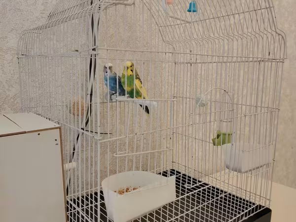 Dalğalı tutuquşular üçün geniş tel qəfəs quşlarla birgə satılır -