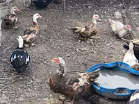 Domestic Muscovy — photo 4