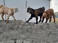 Billy Goat, Goats — photo 3