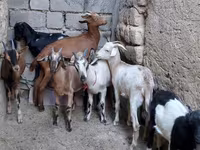 Koza, Alpine goat — zdjęcie 3