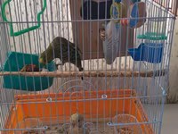 Dalmatin dalğalı papağanlar üçün tam dəst qəfəs Məhsul təsviri: - — photo 1