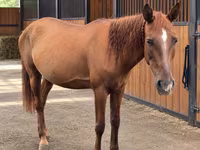 Klisna, Thoroughbred horse — foto 2