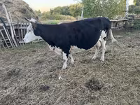بقرة, Russian Black pied cattle — الصورة 1