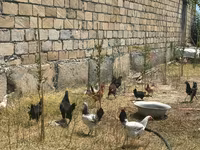 Chickens — foto 1