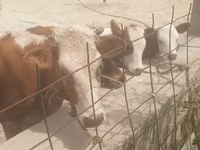 Buğa, Simmental cattle — foto 7