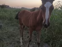Mare, Akhal-Teke — photo 1