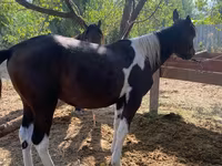 घोड़ी, घोड़े — फ़ोटो 1