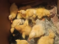 Ducks — photo 3
