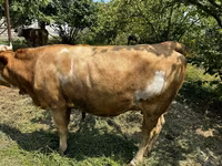 Cow, Cattle — photo 2