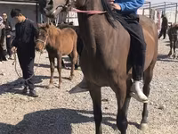 Mare, Friesian sport horse — photo 5
