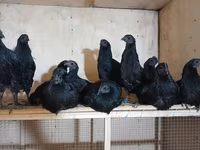 Ayam Cemani — photo 2