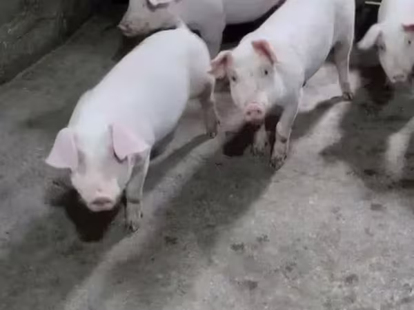 Säue, Schweine — Armenien