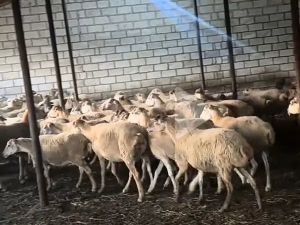 Sheep (batch, sex not specified), Sheep