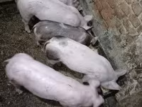 Чочколор (партия, жынысы көрсөтүлгөн эмес), Чочколор — сүрөт 1