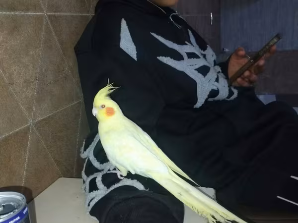 Hazir albinos ağ Qirmizi göz sari qəfəssiz 100 Azn tam ruçnoy