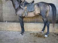Koń, Arabian horse — zdjęcie 2