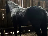 Caballo, Caballos — foto 4