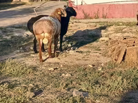 मेढ़ा, Tian-Shan semifinewool sheep — फ़ोटो 3