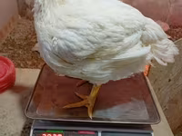 Chickens — Foto 2